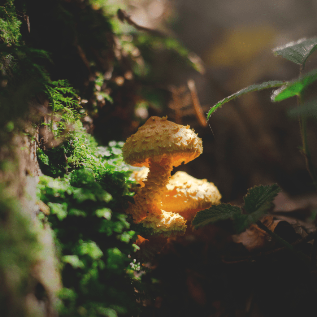 Bacon? No, Mushrooms!